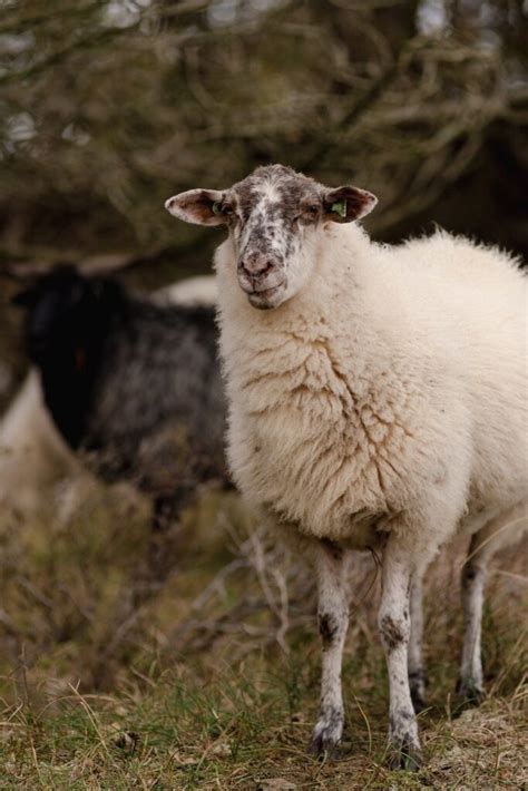 How To Compost Sheep Manure For The Garden – Pine Knoll Sheep & Wool