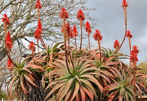 Aloe Arborescens Torch Aloe