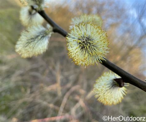Pussy Willow Galore HerOutdoorz Garden Designer And Nature Writer