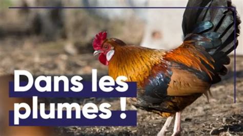 Replay TF1 du 10 02 2024 Le coq gaulois emblème de la France est il