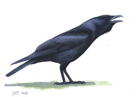 Fish Crow – Sibley Guides