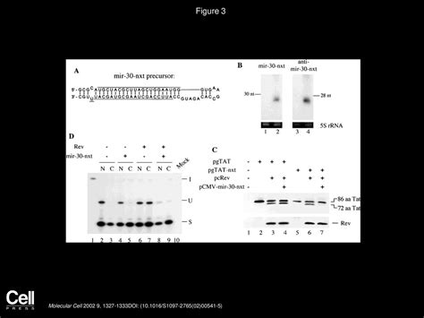 Both Natural And Designed Micro Rnas Can Inhibit The Expression Of