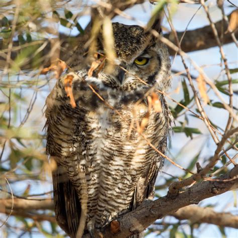 Great Horned Owl California Ricelands Waterbird Foundation