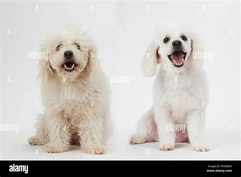 Dog grooming theme before and after result. White poodle dog before and ...