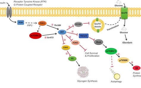 Ppar Pathway In Tumor