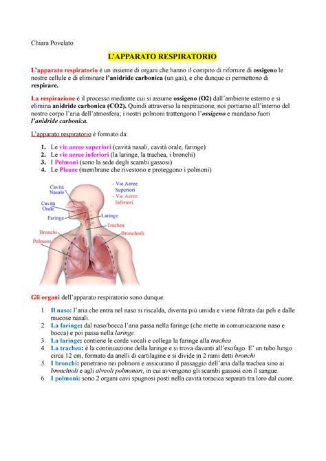 L Apparato Respiratorio Chiara Povelato LAPPARATO RESPIRATORIO L