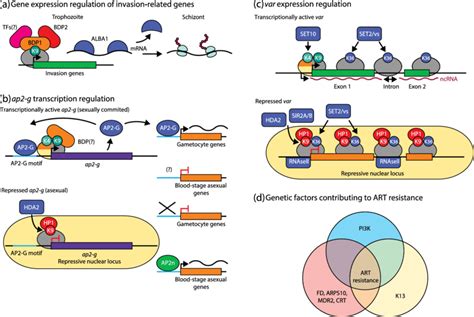 Malaria Parasite Genomic Components Involved In Pathogenesis A The