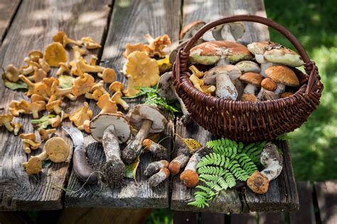 Los platos típicos de otoño en Barcelona Aerobús Barcelona