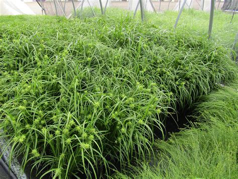 Carex Grayi 1 Pots Twixwood Nursery