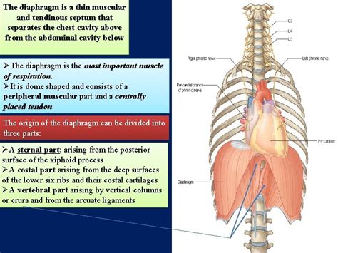 Anatomy Of The Thorax A The Thoracic Wall