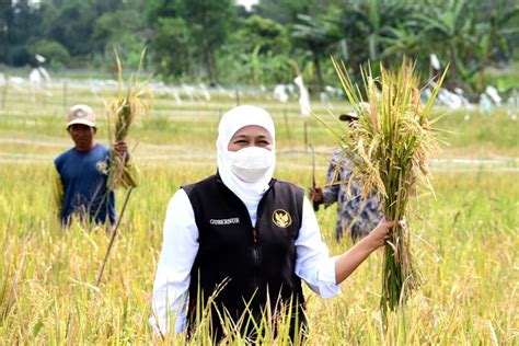 Pemprov Jatim Berkomitmen Wujudkan Swasembada Pangan Antara News