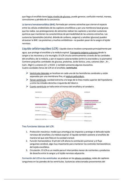 SOLUTION Resumen De Enc Falo Y Nervios Craneales Studypool