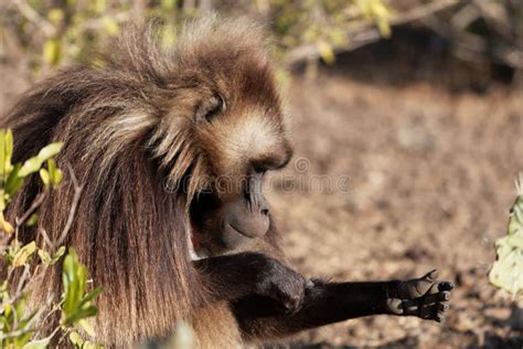 Male Gelada Baboon Theropithecus Gelada Showing His Teeth Stock Photo ...