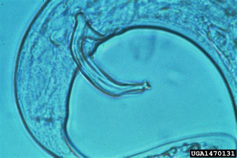 Pine Wilt Nematode Bursaphelenchus Xylophilus