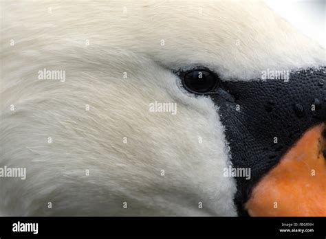 Mute Swan Cygnus Olor Close Up Of Head Of Adult Male Stock Photo Alamy