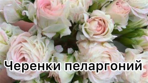Мои черенки пеларгоний 🌺 ##flowers #цветоводство - YouTube