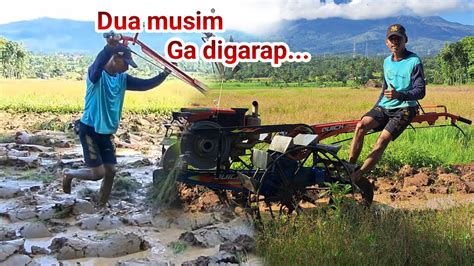 Dua Musim Tidak Digarap Traktor Sawah Menggarap Lahan Rumput Tebal