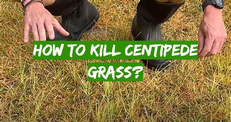 How to Kill Centipede Grass? - Grass Killer