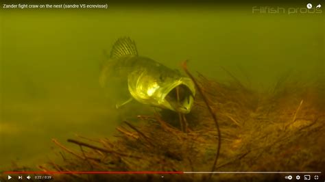 Vidéo quand un sandre sen prend à une écrevisse