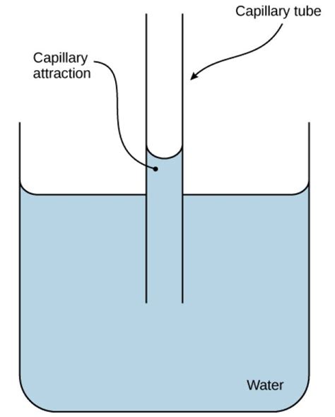 Capillary Action - resource - Imageshare