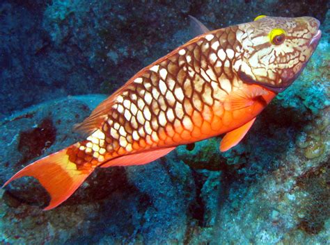 Stoplight Parrotfish Initial Phase Sparisoma Viride Grand Cayman