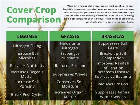 Considering Fall Cover Crops | Delaware Agronomy Blog