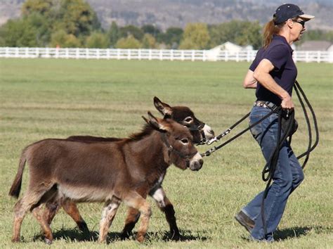 Mule Facts – Mule, Donkey & Horse Training with Meredith Hodges