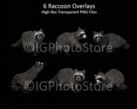 Raccoon Digital Overlays Transparent Png Raccoons Digital Racoon