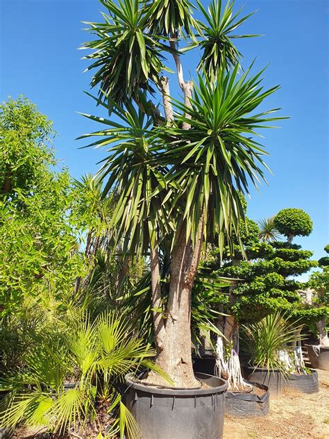 Asche Opposition Selbstmord Yucca Exterieur Verw Sten Nebel Ausgezeichnet