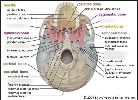 Inferior View Of Skull Diagram Quizlet Free Nude Porn Photos