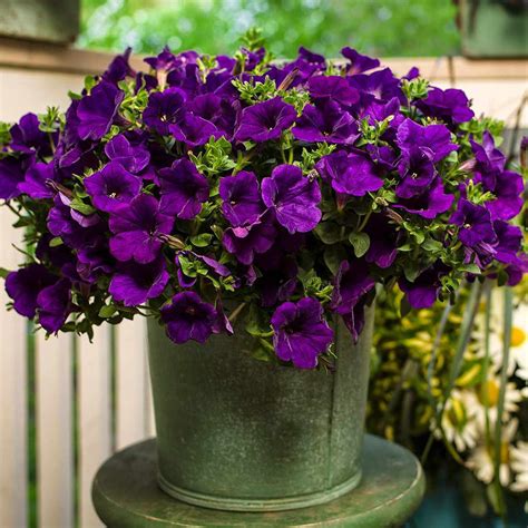 "PETUNIA PLANTING, GROWING, AND CARE TIPS FOR VIBRANT BLOOMS"