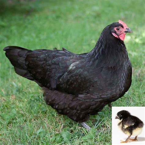 Black Australorp Hens