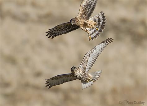 Red-tailed Hawk Versus Northern Harrier – Aerial Confrontation ...