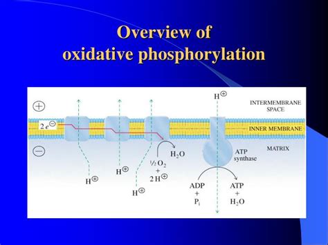 Oxidative Phosphorylation Diagram