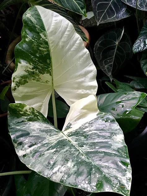 Alocasia Albo Variegata