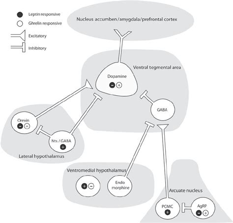 Schematic Representation Of Ventral Tegmental Area Vta Inputs From