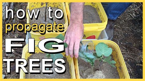 How To Propagate Fig Trees Youtube