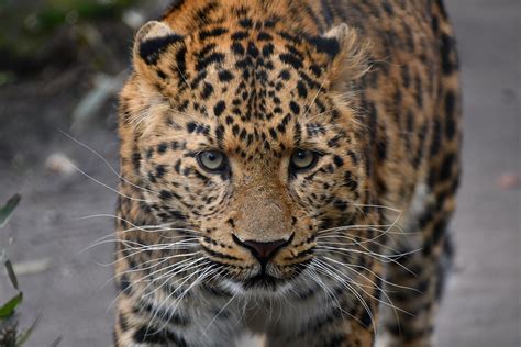 Panthera Pardus Japonensis China Leopard In Hagenbeck Ham Flickr