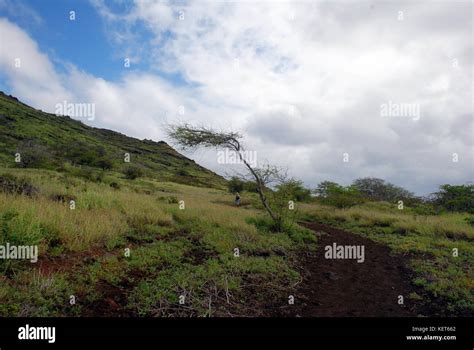 Wind Blown Tree On Kaena Point Trail Oahu Hawaii Stock Photo Alamy