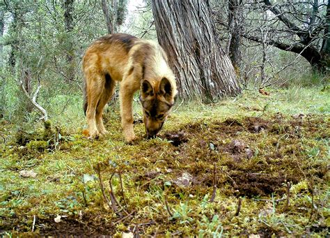 Aprobados 1 6 millones para la prevención de daños por el lobo y la