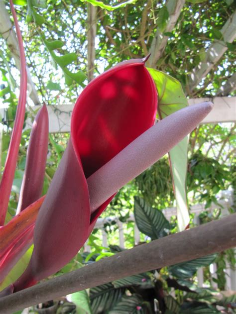 Blushing Philodendron Philodendron Erubescens In The Philodendrons