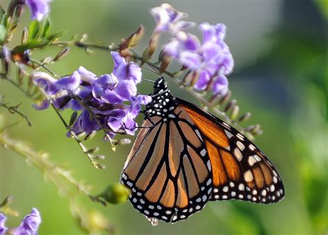 Monarch Butterflies May Land On 2015 Endangered Species List Time