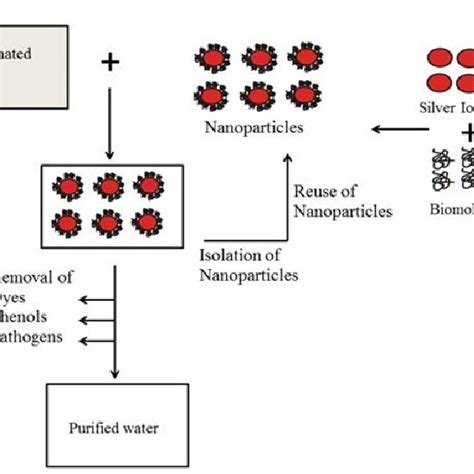 Biomedical Applications Of Silver Nanoparticles Download Scientific