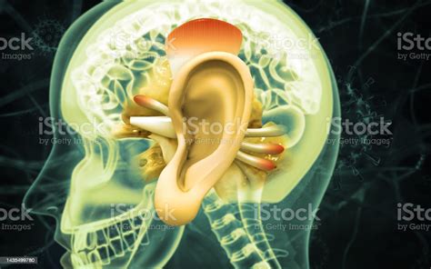 Anatomi Telinga Manusia Struktur Bagian Dalam Telinga Ilustrasi Organ