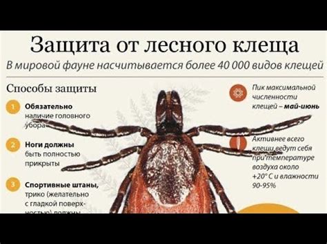 КАК ЗАЩИТИТЬ СОБАКУ ОТ КЛЕЩЕЙ, БЛОХ?! - YouTube