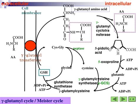PPT - Amino Acid Metabolism PowerPoint Presentation, free download - ID ...