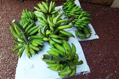 Complete Guide To Harvesting Bananas In Australia Ultimate Backyard