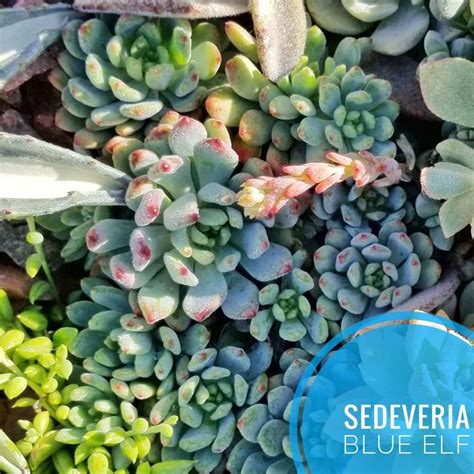 Sedeveria Blue Elf Types Of Succulents Identification SUCCULENTdotCARE