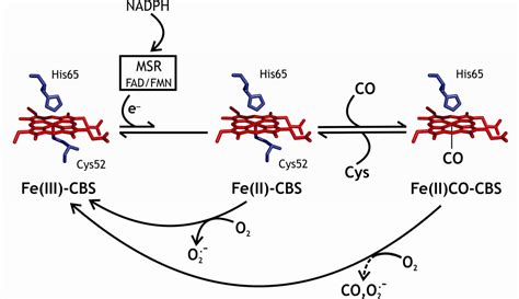 Kinetics Of Reversible Reductive Carbonylation Of Heme In Human