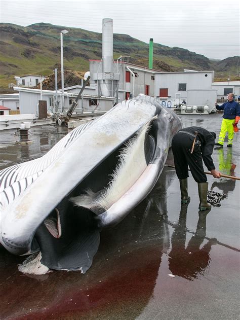 Whales And Whaling Industry Have Been Killed By The Hunted